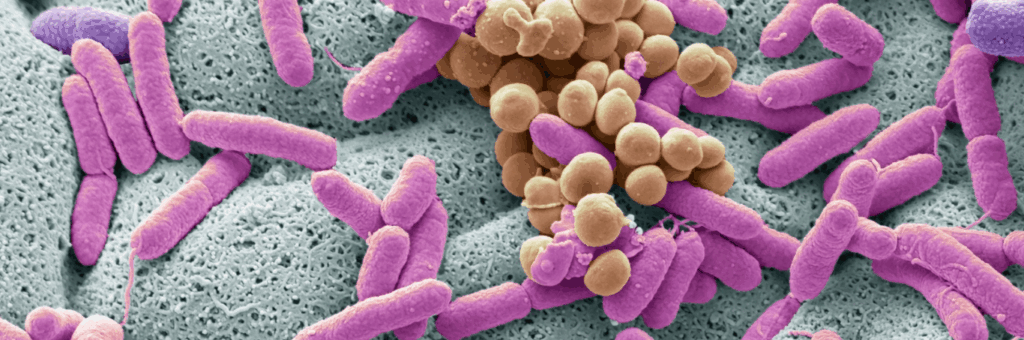 Microscopic view of probiotic bacteria interacting with gut lining